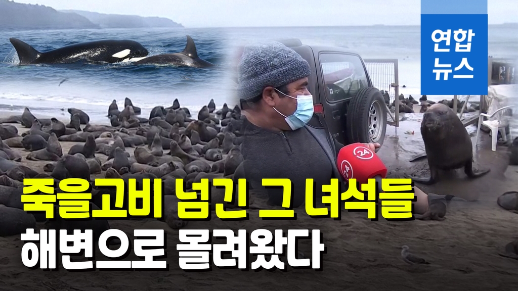 [영상] 해변 점령한 바다사자 수백마리…범고래 피해 피신 - 2