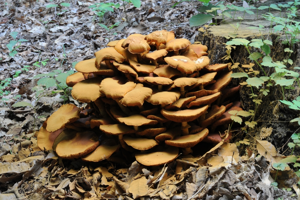 갈황색미치광이버섯