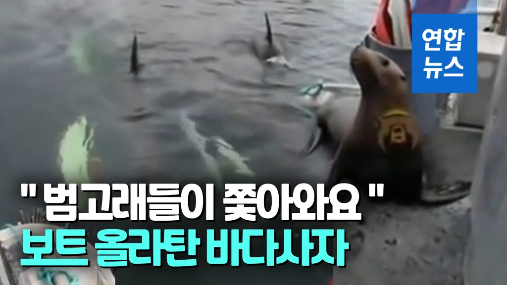 [영상] 범고래떼 득실대는데…배 위로 도망 온 바다사자, 바다로 내쫓겨 - 2