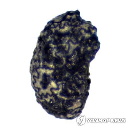 불에 탄 1만2천300년 전 담배 씨앗