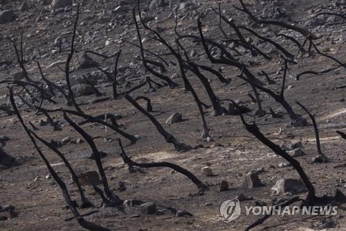 미국 캘리포니아에서 가뭄이 계속되는 가운데 산불로 검게 탄 떡갈나무들