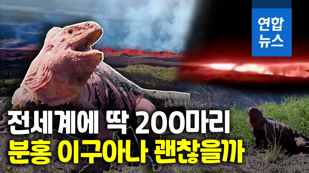 [영상] 갈라파고스 화산 폭발…"귀한 몸 분홍 이구아나를 지켜라" - 2