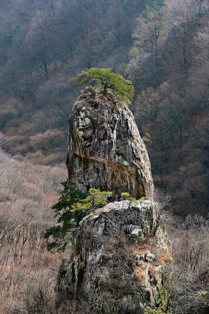 가파른 바위기둥 위에 소나무가 터를 잡고 긴 세월을 이어왔다. [사진/조보희 기자]