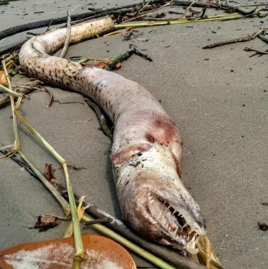 브라질 해변서 발견된 기괴한 해양동물