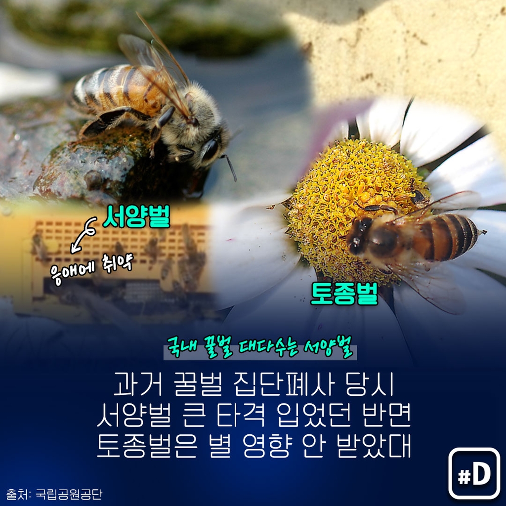 [포켓이슈] '꿀벌 실종 사건', 하늘로 솟았나 땅으로 꺼졌나 - 9