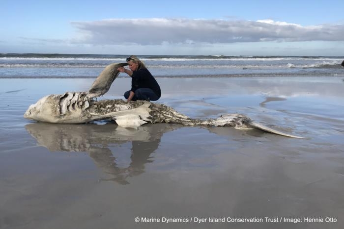 범고래 공격을 받고 죽은 채 해변으로 밀려온 백상아리 사체