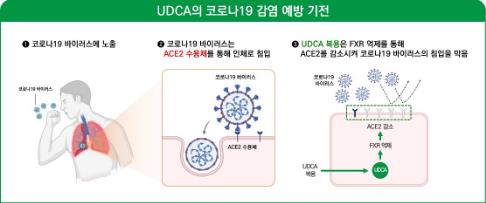 우루소데옥시콜산 코로나19 감염 예방 원리