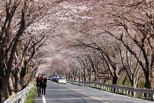 하동군, 화개장터 벚꽃축제 내달 7∼8일 연다 - 1