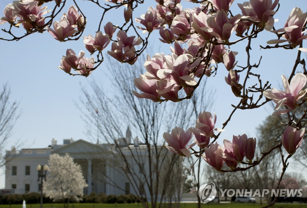 오바마 대통령은 우리 정부를 통해 단원고등학교에 백악관 뜰의 목련 묘목을 기증했다. 사진은 백악관 뜰의 목련 나무 모습. (AP=연합뉴스 DB)