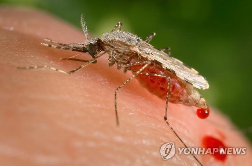 사람의 피를 빨아먹는 모기