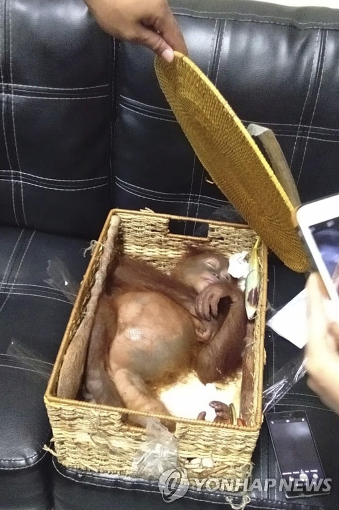 Indonesia Orangutan