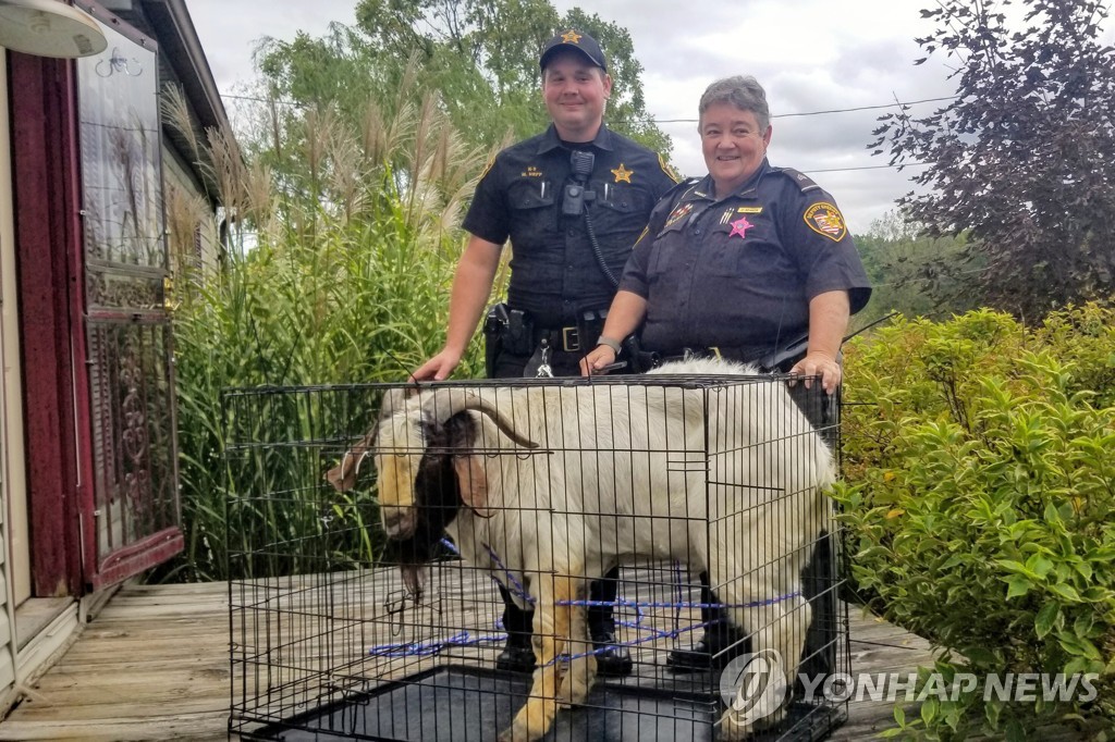 ODD Goat Break-In