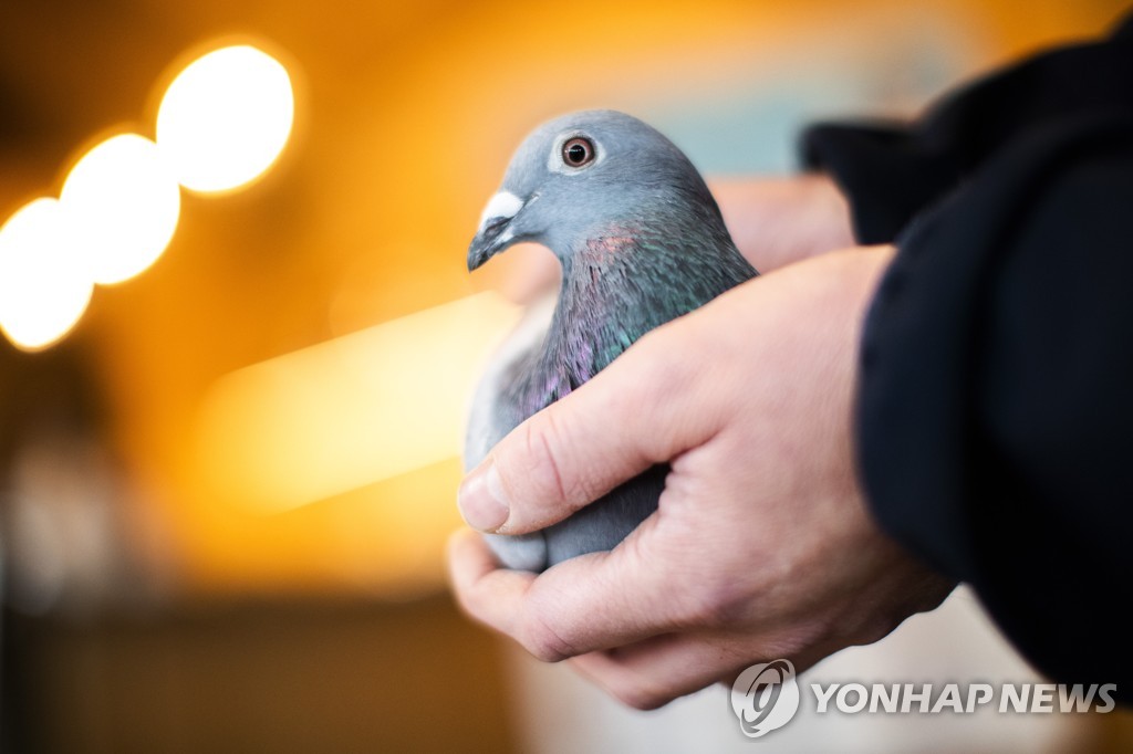 경매 최고가 기록 경신한 벨기에 경주용 비둘기 '뉴 킴'