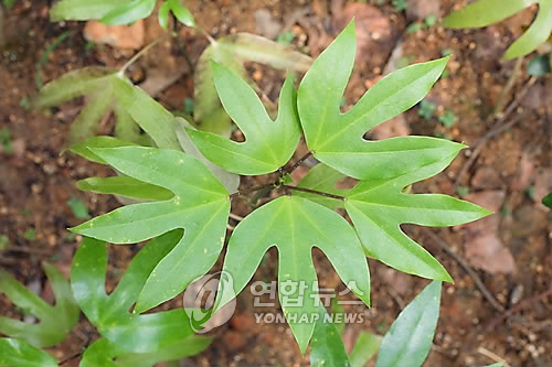 제주 향토식물자원 황칠나무(연합뉴스 자료사진)