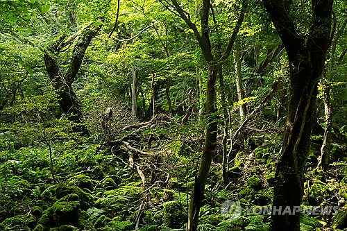 제주 곶자왈 지대