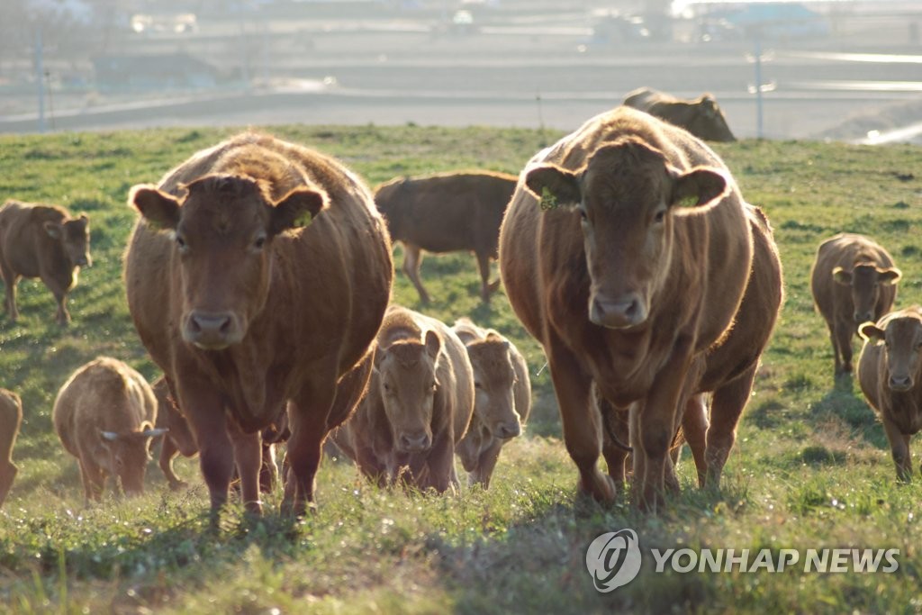 농협 한우개량사업소에서 방목된 한우