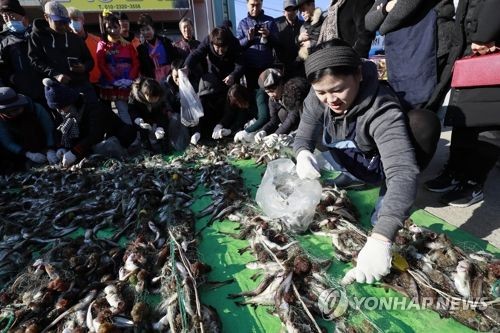 양양 물치항 도루묵축제장에서 펼쳐지는 신나는 '도루묵 뜯기 체험'