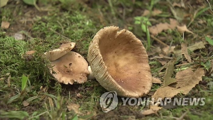 야생버섯 채취