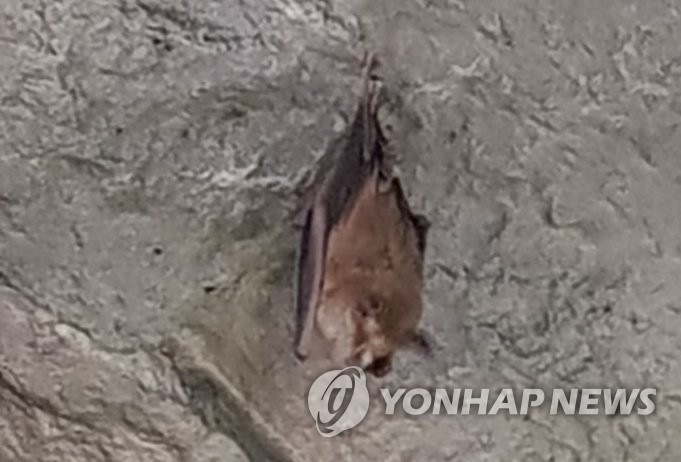 천곡동굴의 황금박쥐