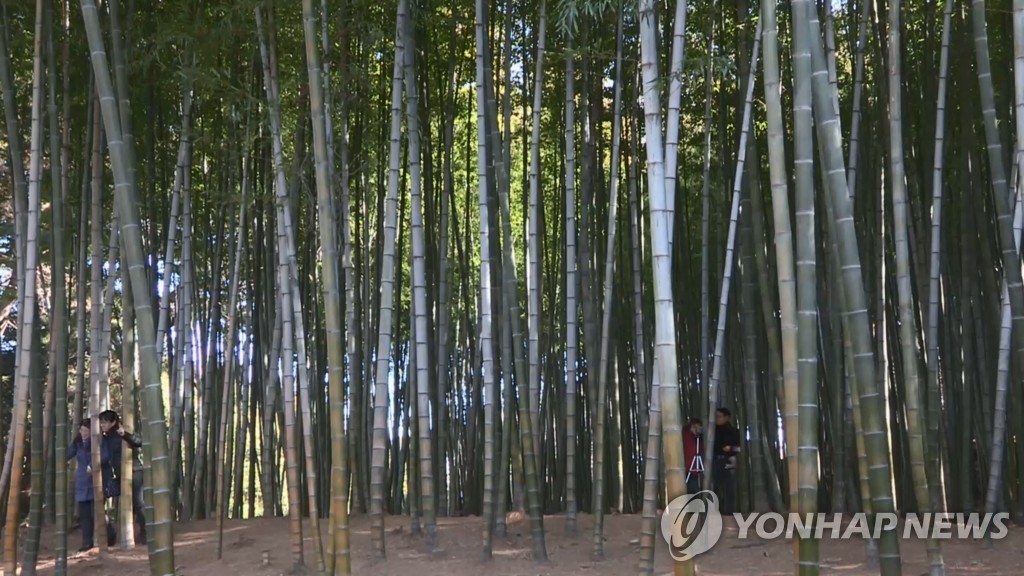 부산 기장군 철마면 아홉산 숲