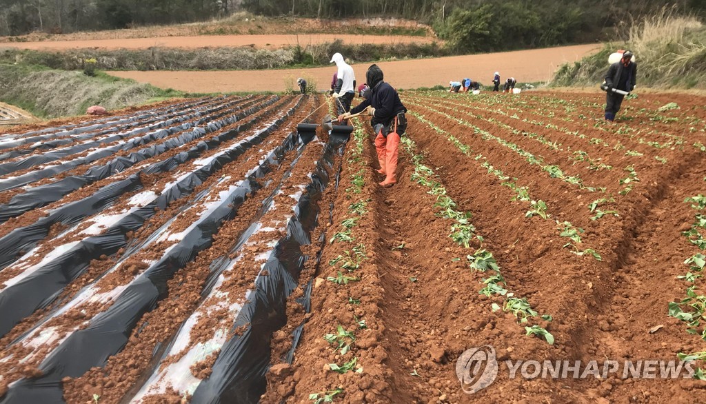 해남 대진마을 고구마 재배
