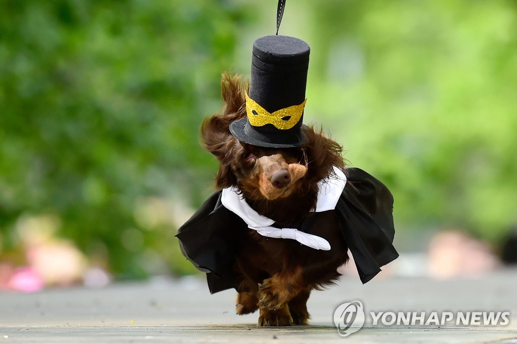 RUSSIA-ANIMAL-DACHSHUNDS-PARADE