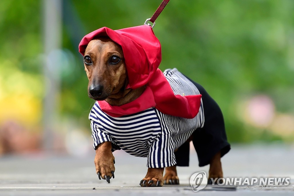 RUSSIA-ANIMAL-DACHSHUNDS-PARADE