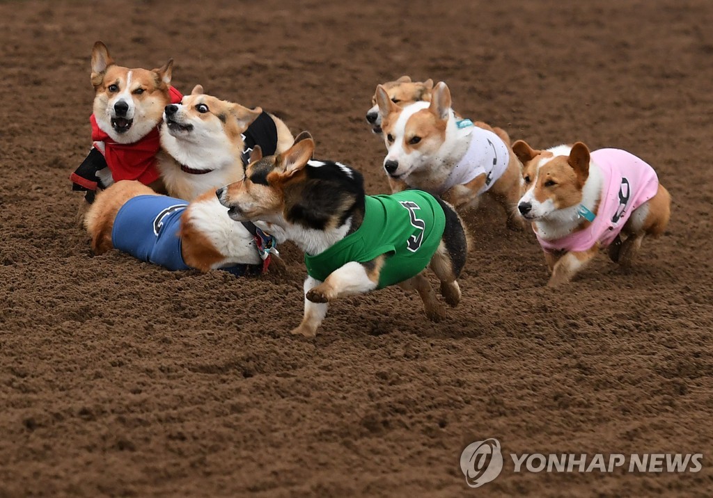 US-DOGS-RACE-CORGI