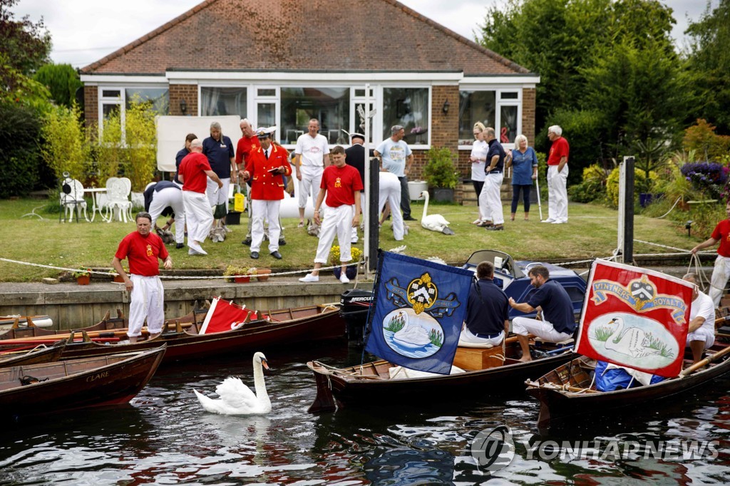 BRITAIN-ANIMAL-SWAN-OFFBEAT