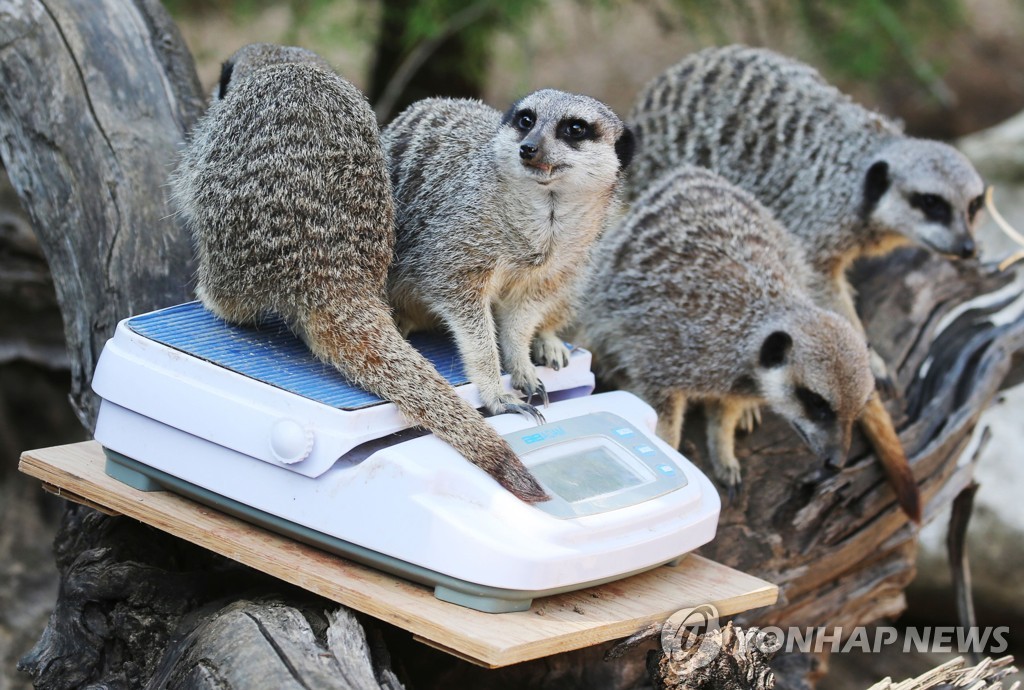 BRITAIN-ANIMALS-ZOO