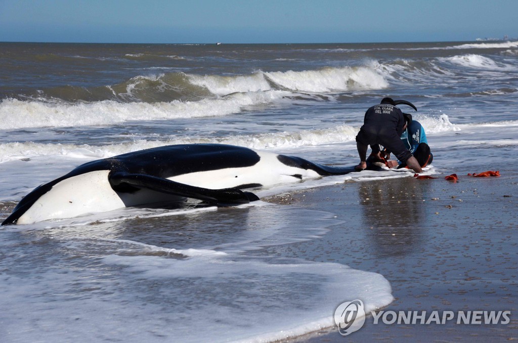 ARGENTINA-KILLER WHALES