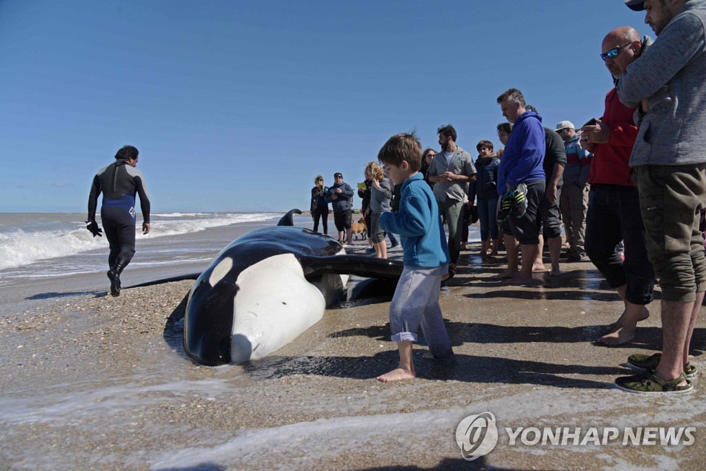 ARGENTINA-KILLER WHALES