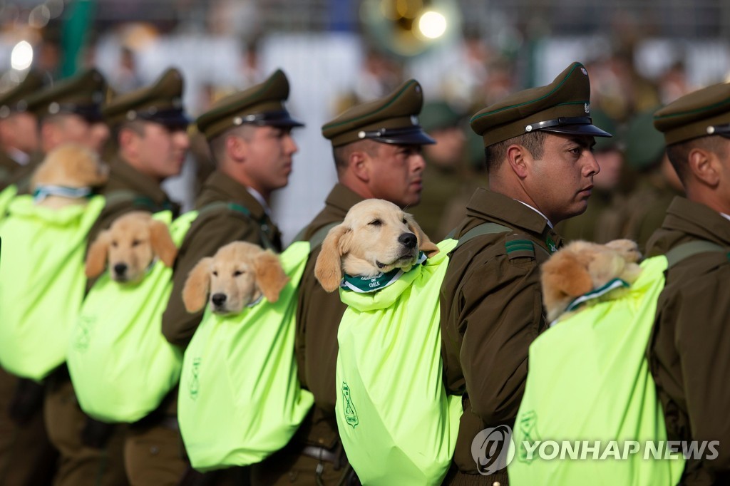 ′경찰견이 될 거에요′…칠레 독립기념일에 나타난 포대기 속 강아지들