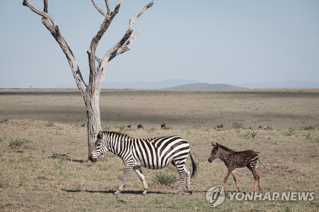 KENYA-NATURE-WILDLIFE-ANIMAL-ZEBRA