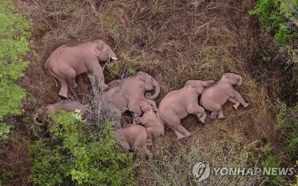 지난 7일 중국 윈난성 쿤밍시에 있는 한 숲에서 보호구를 이탈한 코끼리떼가 누워 휴식을 취하고 있다.