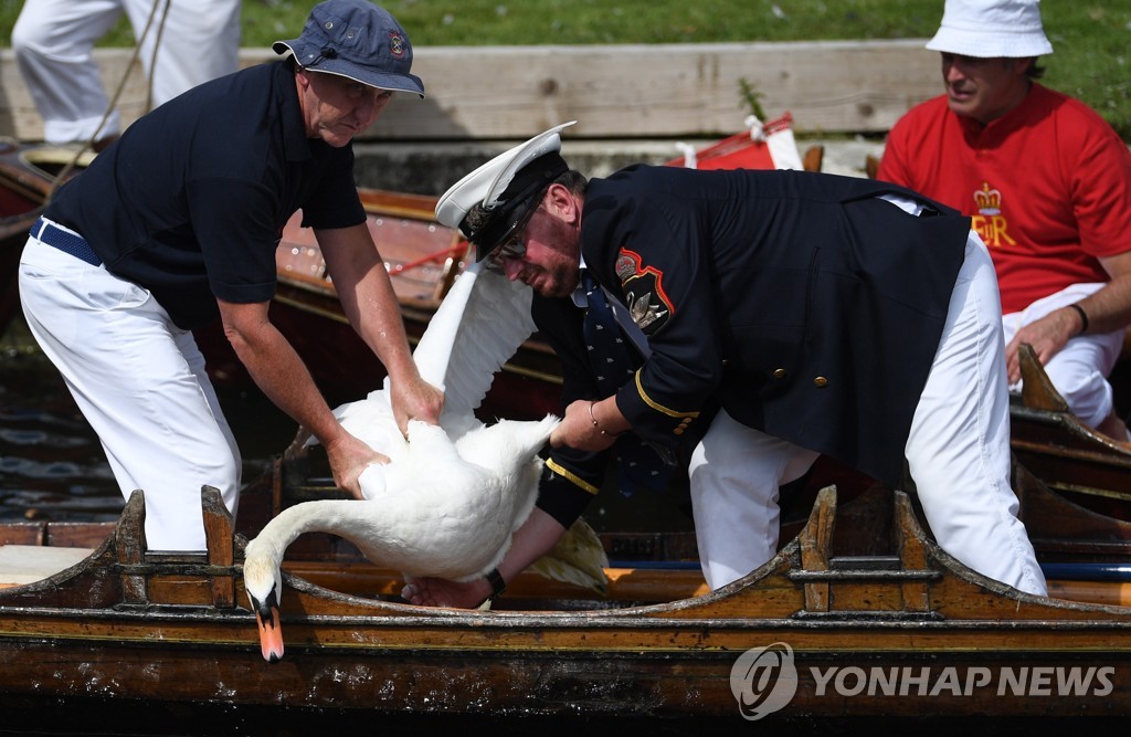 BRITAIN PHOTO SET SWAN UPPING