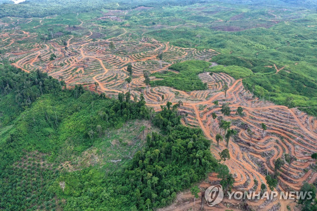 팜유 생산을 위해 벌목된 인도네시아 산림