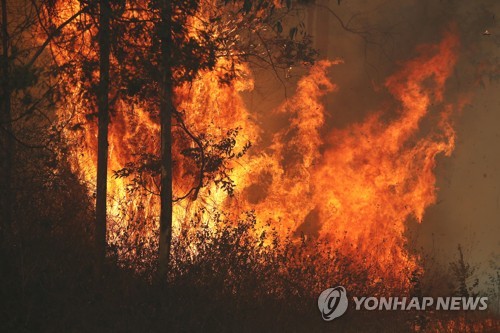 호주 뉴사우스웨일스(NSW)주 북부에서 발생한 산불