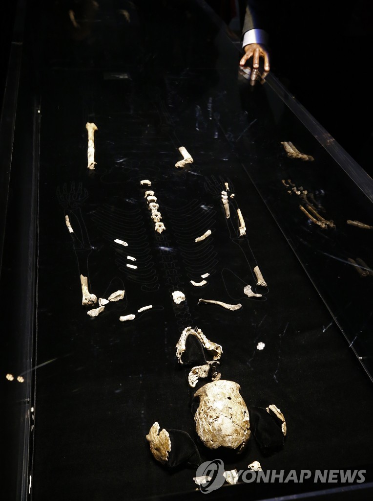 USA PEROT MUSEUM EXHIBIT ORIGINS FOSSILS FROM THE CRADLE OF HUMA