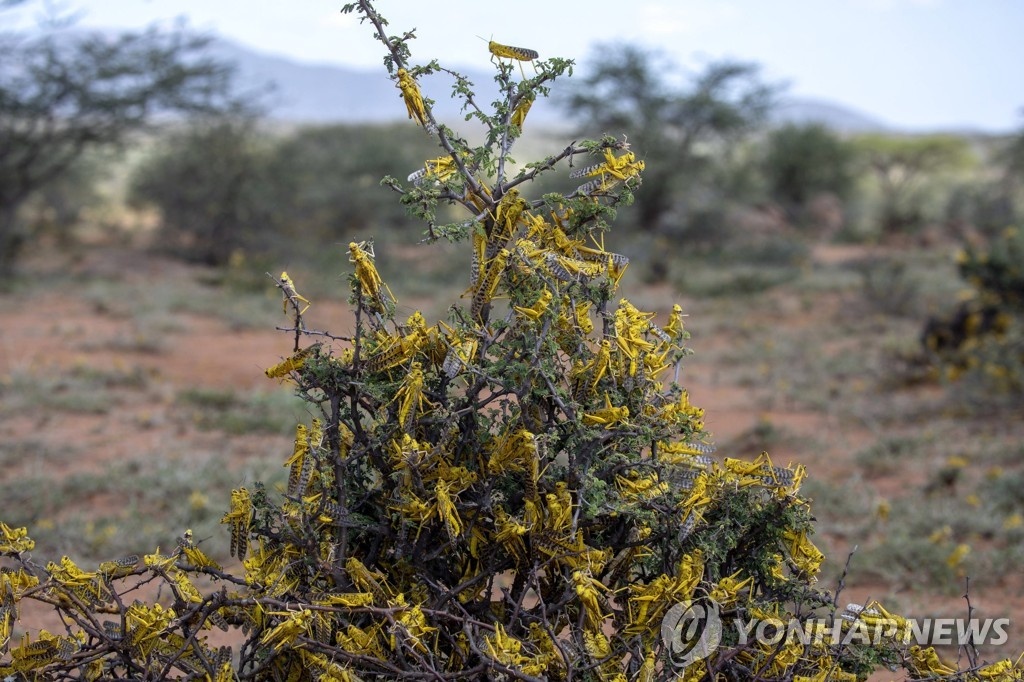 KENYA LOCUST CRISIS