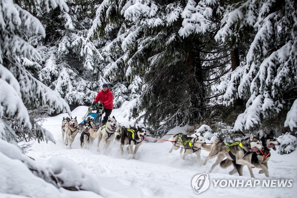 CZECH REPUBLIC PHOTO SET DOG SLED RACE