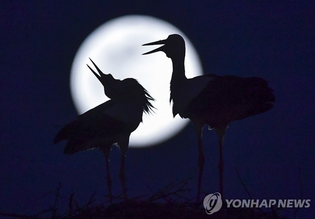 NORTH MACEDONIA NATURE SUPER PINK MOON