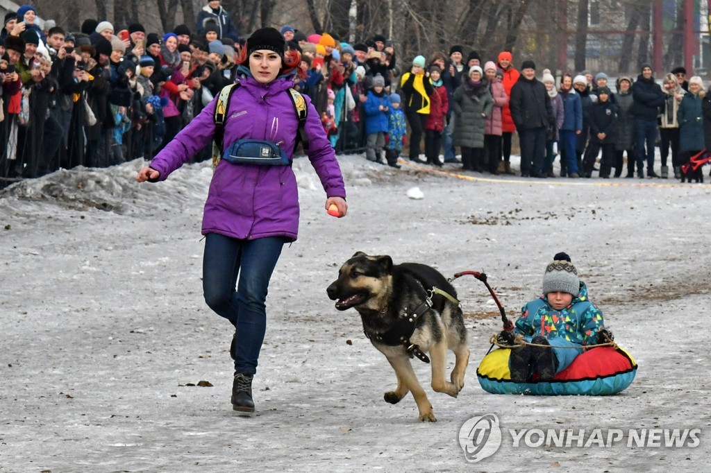 Sled dog racing in Abakan, Russia