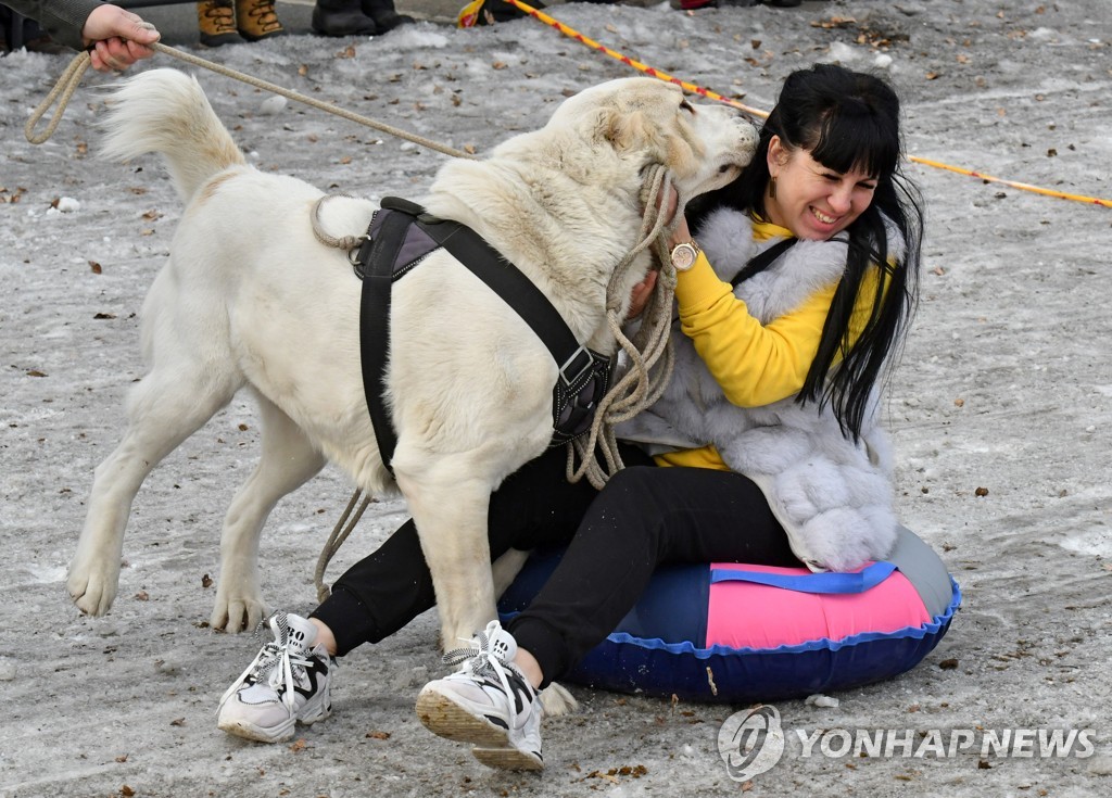 Sled dog racing in Abakan, Russia