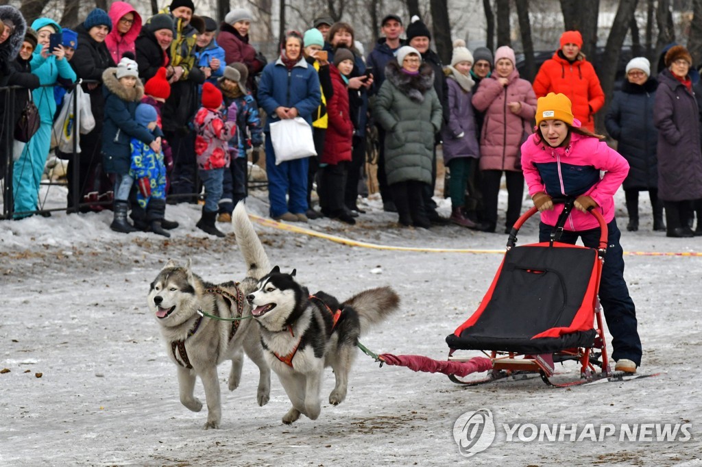 Sled dog racing in Abakan, Russia