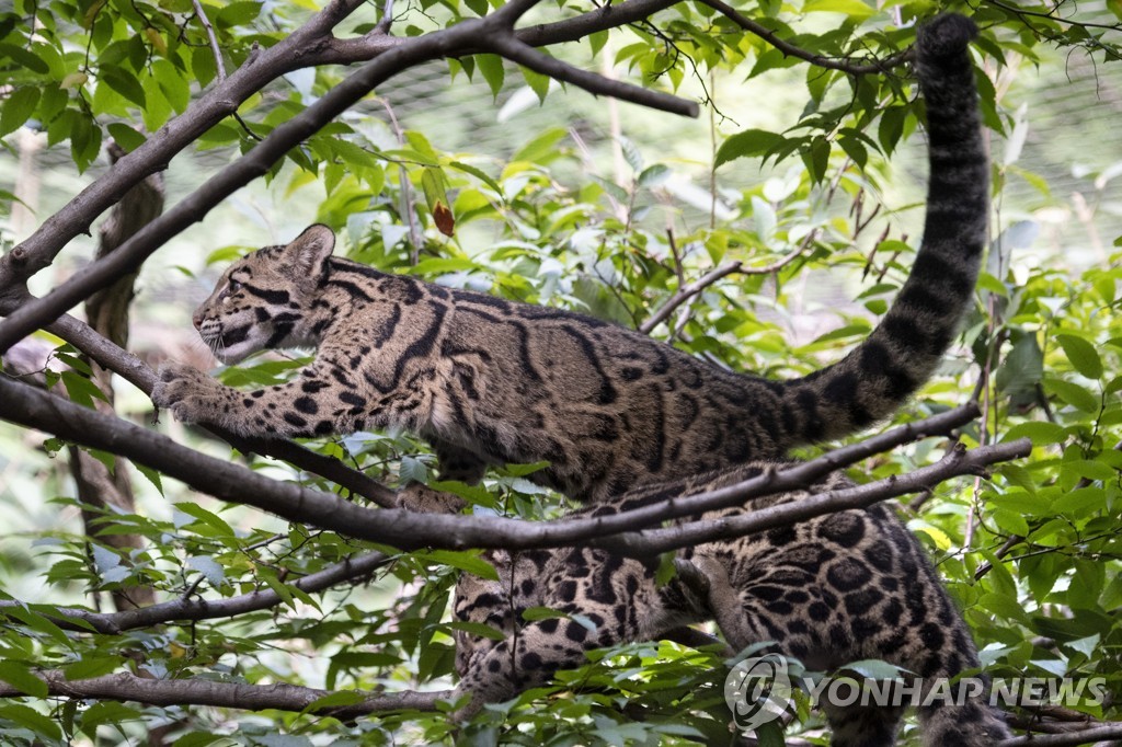 CLOUDY LEOPARDS ZOO