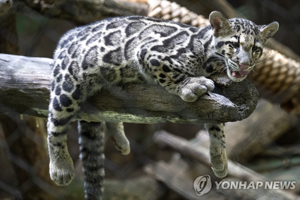 CLOUDY LEOPARDS ZOO