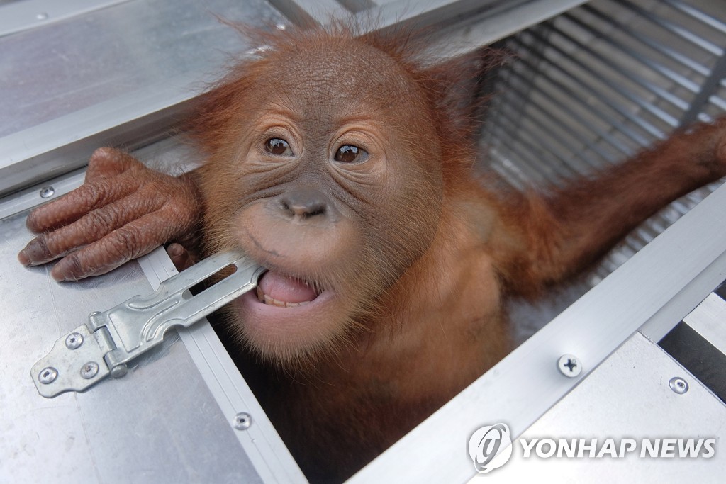 INDONESIA-ORANGUTAN/