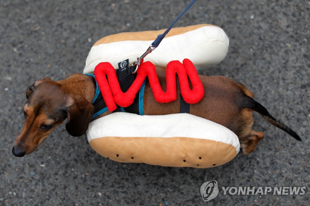 USA-HALLOWEEN/DOGS