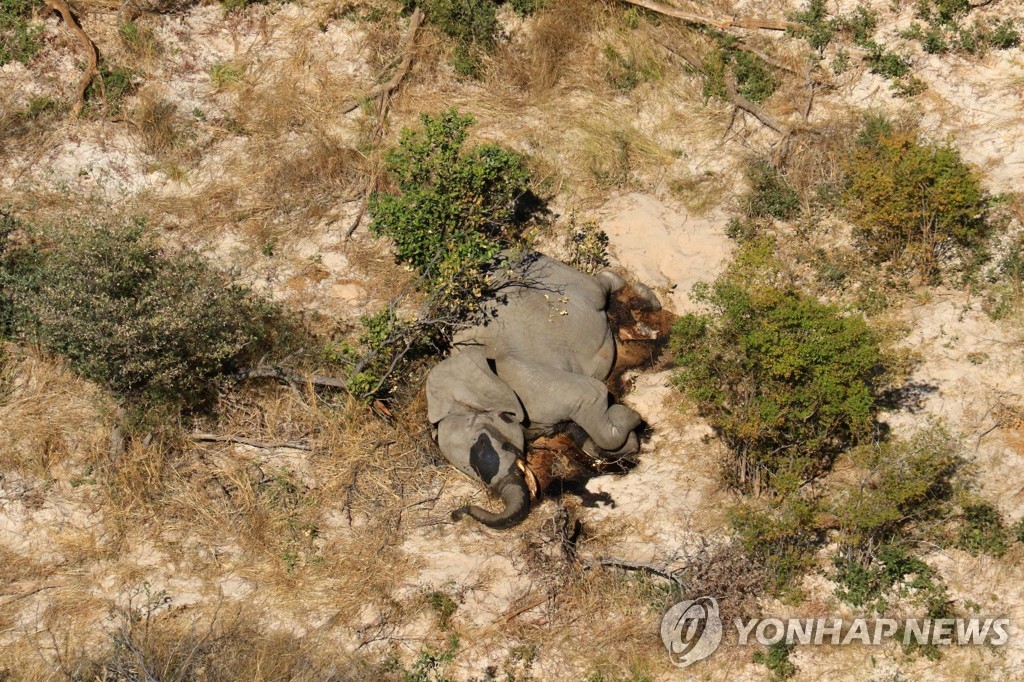 BOTSWANA-ELEPHANTS/